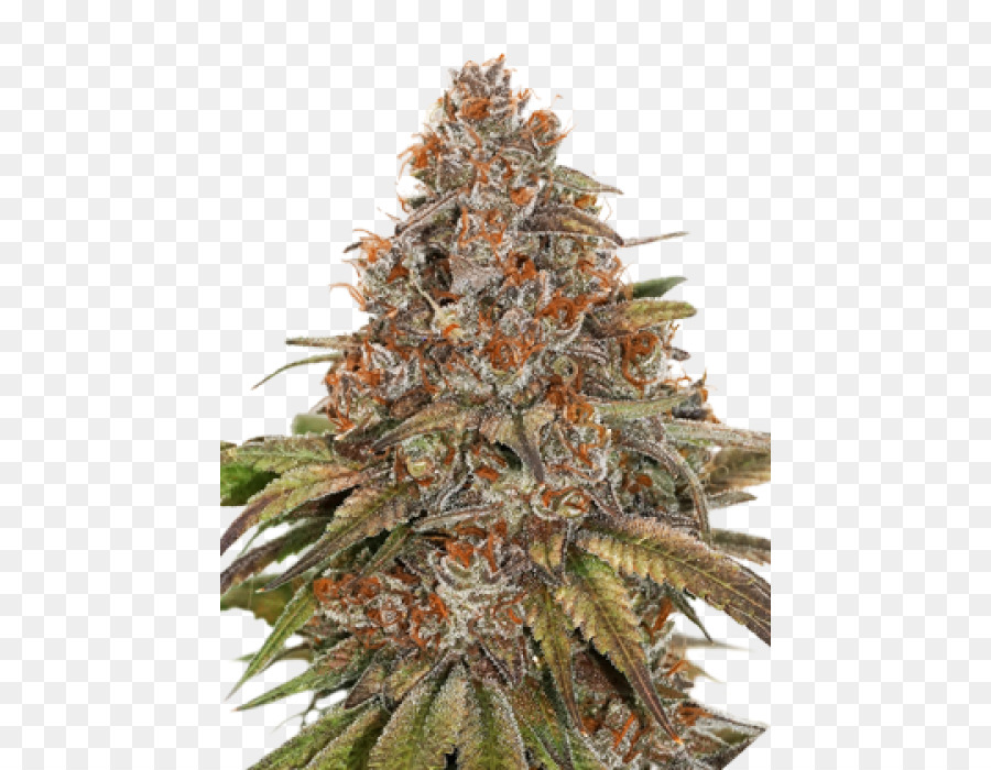 Autoflowering Cannabis Plant