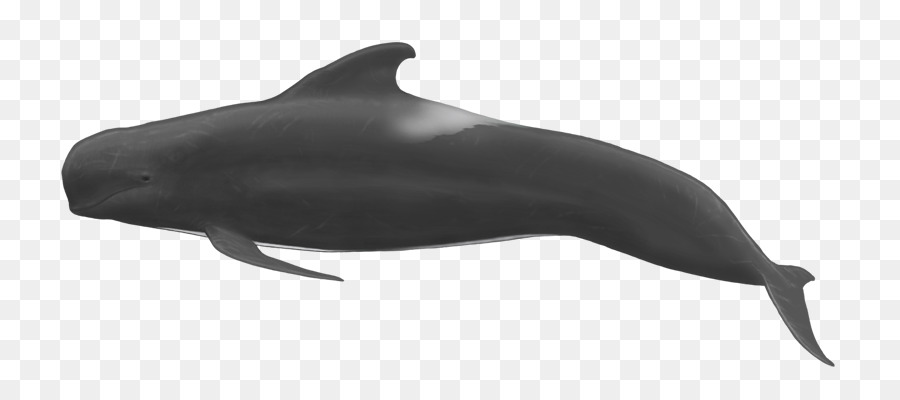 Tursiope becco Corto delfino comune di Sgrossatura dentata delfino Wholphin Sotalia - orca orcinus orca