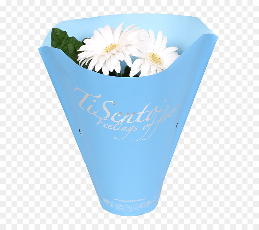 Tagliare i fiori Petalo Transvaal daisy Piante - fatti in casa, vaso di fiori stand