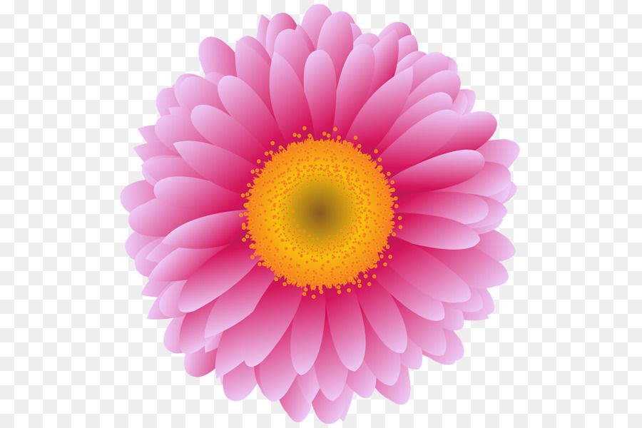 Pink Flower Cartoon png download - 571*600 - Free Transparent Transvaal Daisy  png Download. - CleanPNG / KissPNG