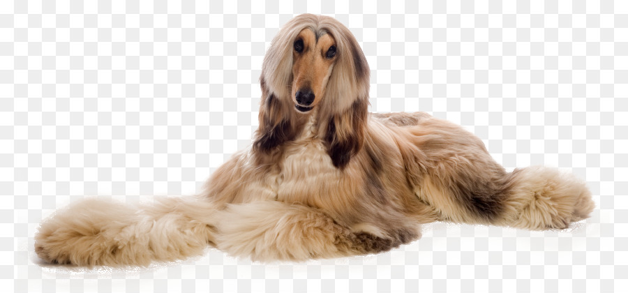 Afghan Hound Dog grooming Hund, Rasse, Haustier Greyhound - Malteser-Pudel-grooming