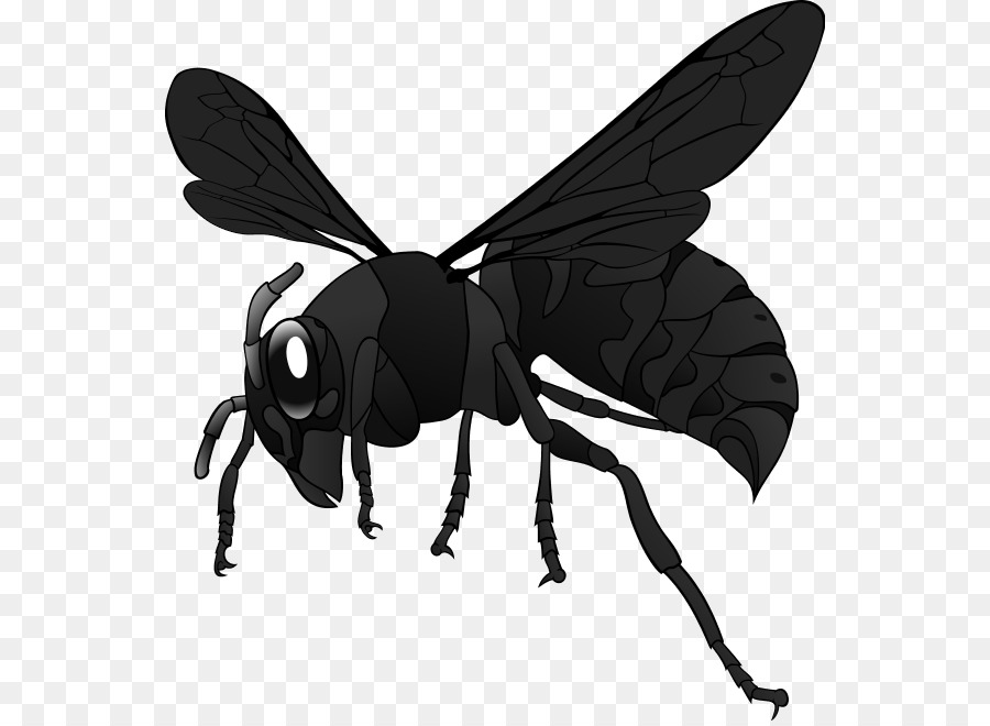 Clip nghệ thuật Wasp châu Âu hornet Bee Thoát simillima - con ong