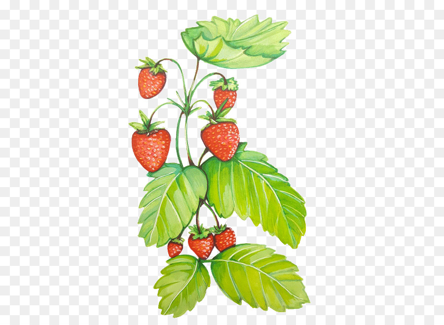 Erdbeere Natural foods Himbeer-Superfood - Erdbeer Rebe