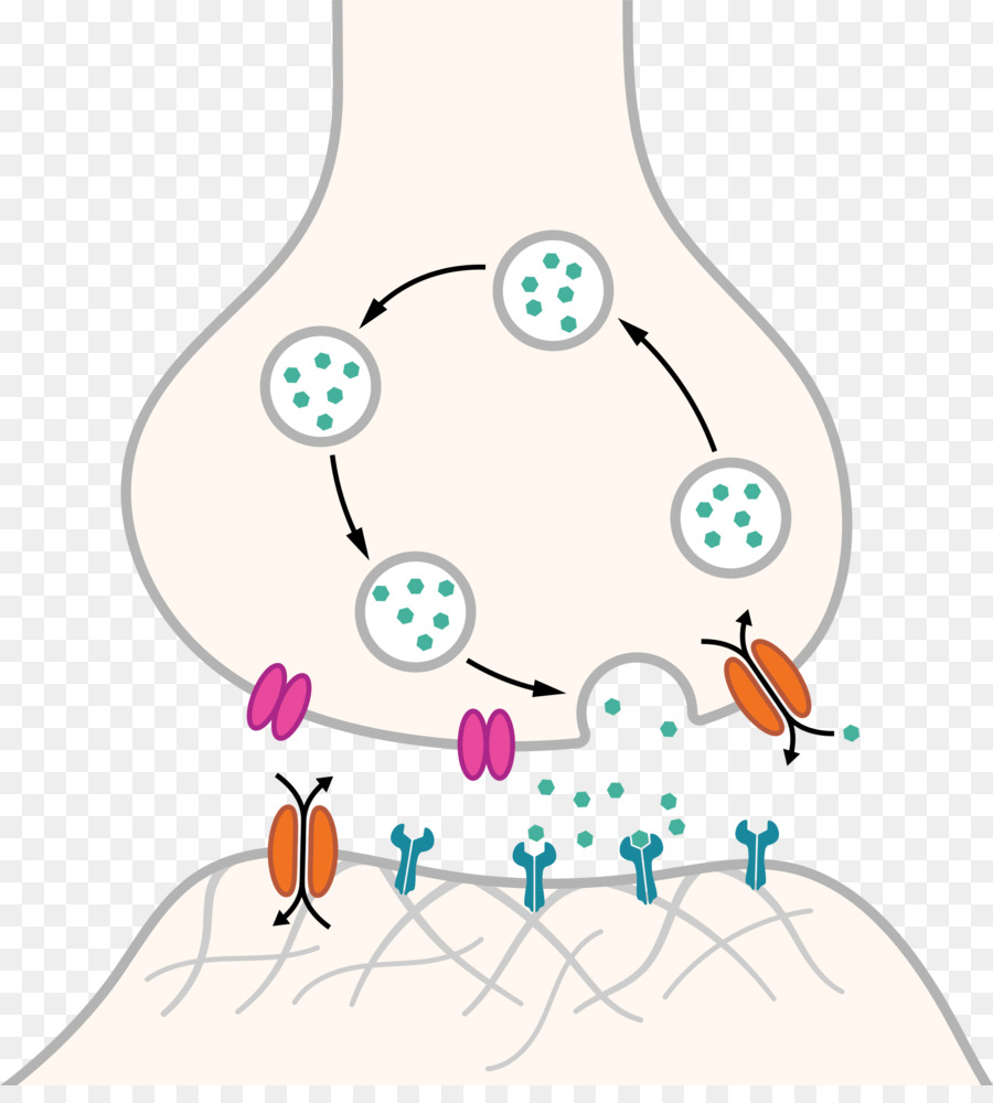 Neurone, Sinapsi del Recettore della Serotonina del potenziale d'Azione - chimica sinapsi non classificata