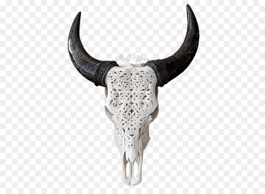 Texas Longhorn Inglese Longhorn Teschio Di Capra - buffalo corna