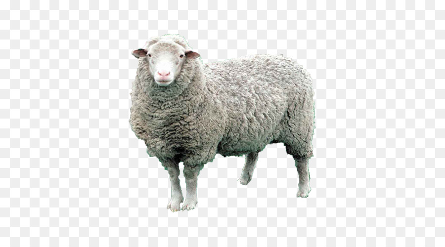 Schafe-Nutztiere-Ziege-Baka-Industrie - männliche Schafe ram