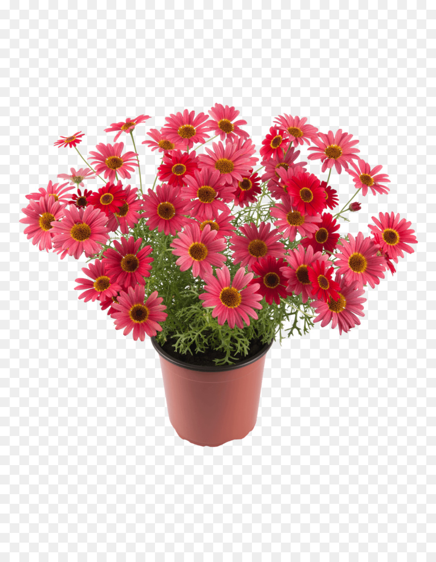 Daisy Marguerite Chrysantheme Blume Zimmerpflanze puutarh honkane die Abstimmung - Chrysantheme