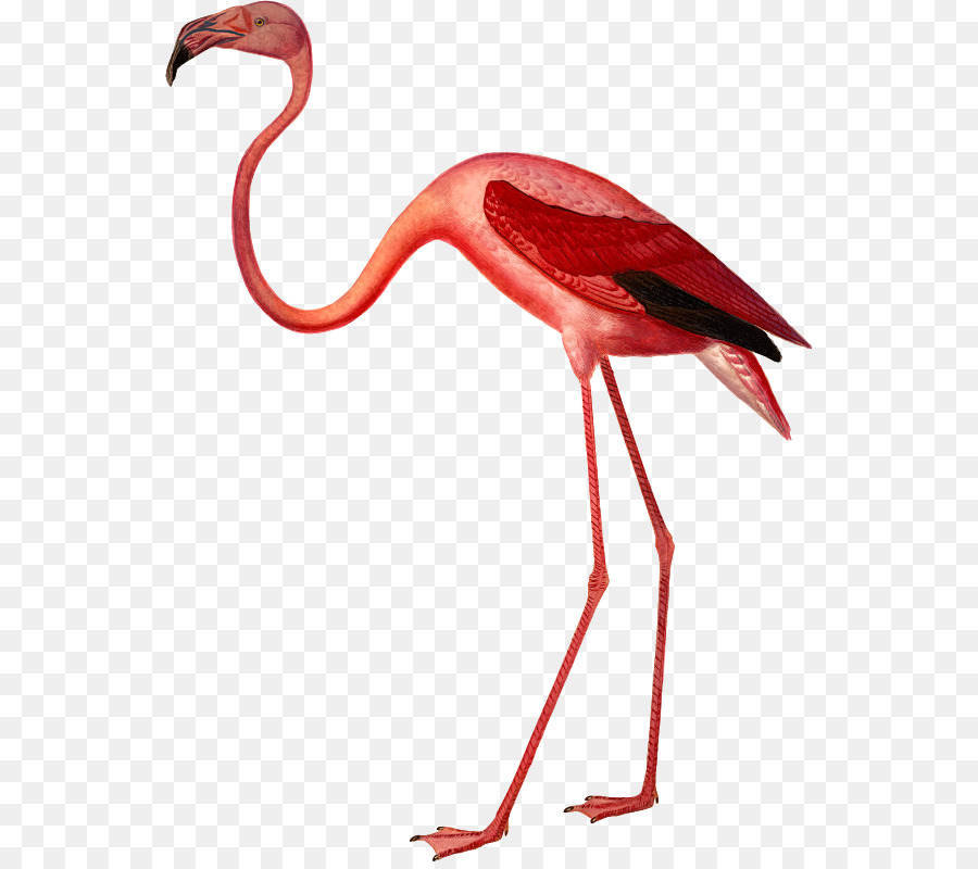 Botanische illustration Poster-Postkarten-Bild - Karibik, flamingo