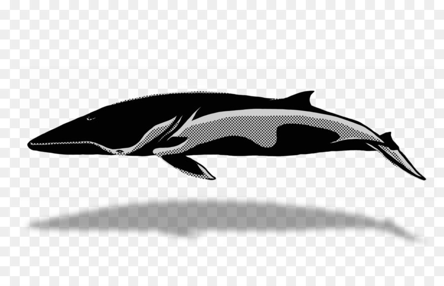 Tucuxi-Clip-art-Killer whale Cetaceans - Wal