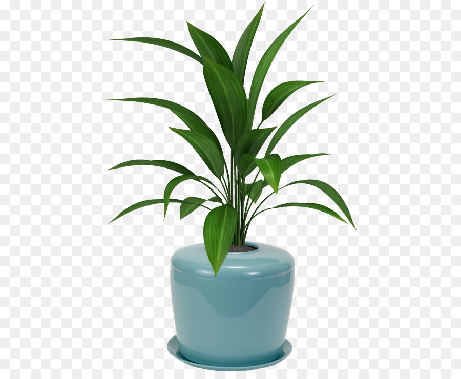 Blumentopf zimmerpflanze Viper Sehne Hanf-Pflanzen Palmen - bonsai Anbau und Pflege