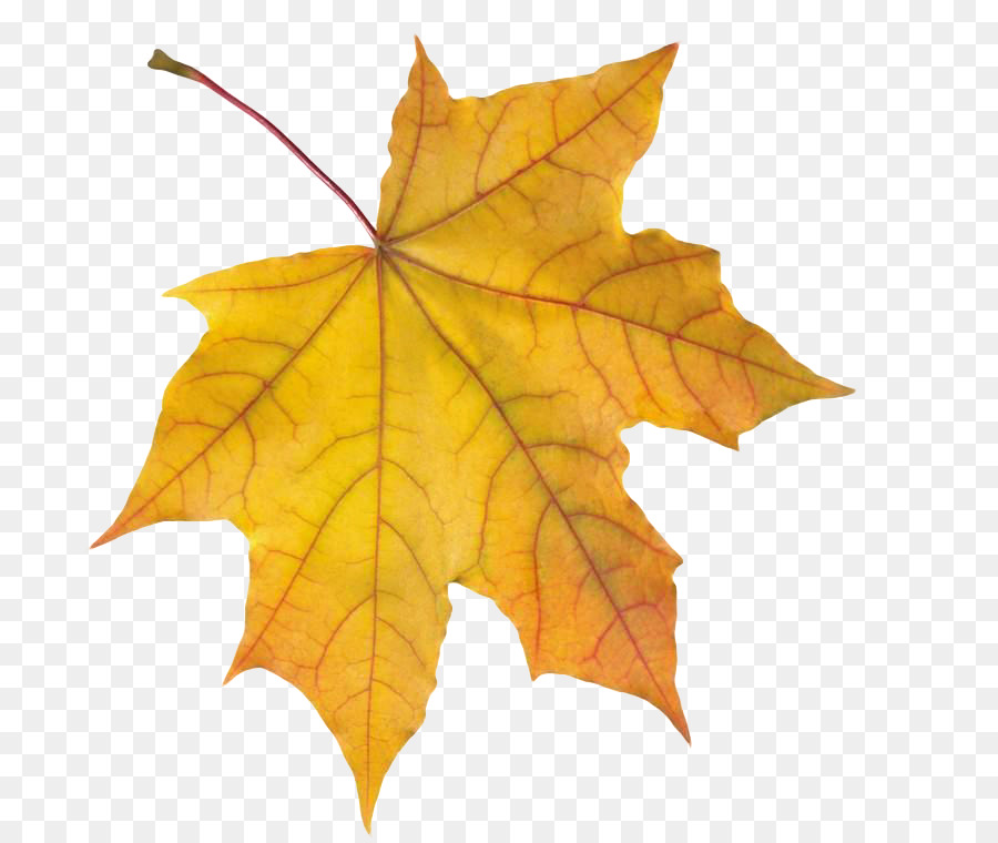 Portable-Network-Graphics-Clip-art-Bild, Desktop Wallpaper-Autumn leaf Farbe - Herbst