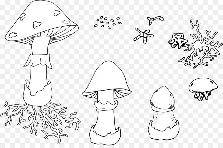 Alettata funghi Fungo Disegno, Illustrazione - funghi
