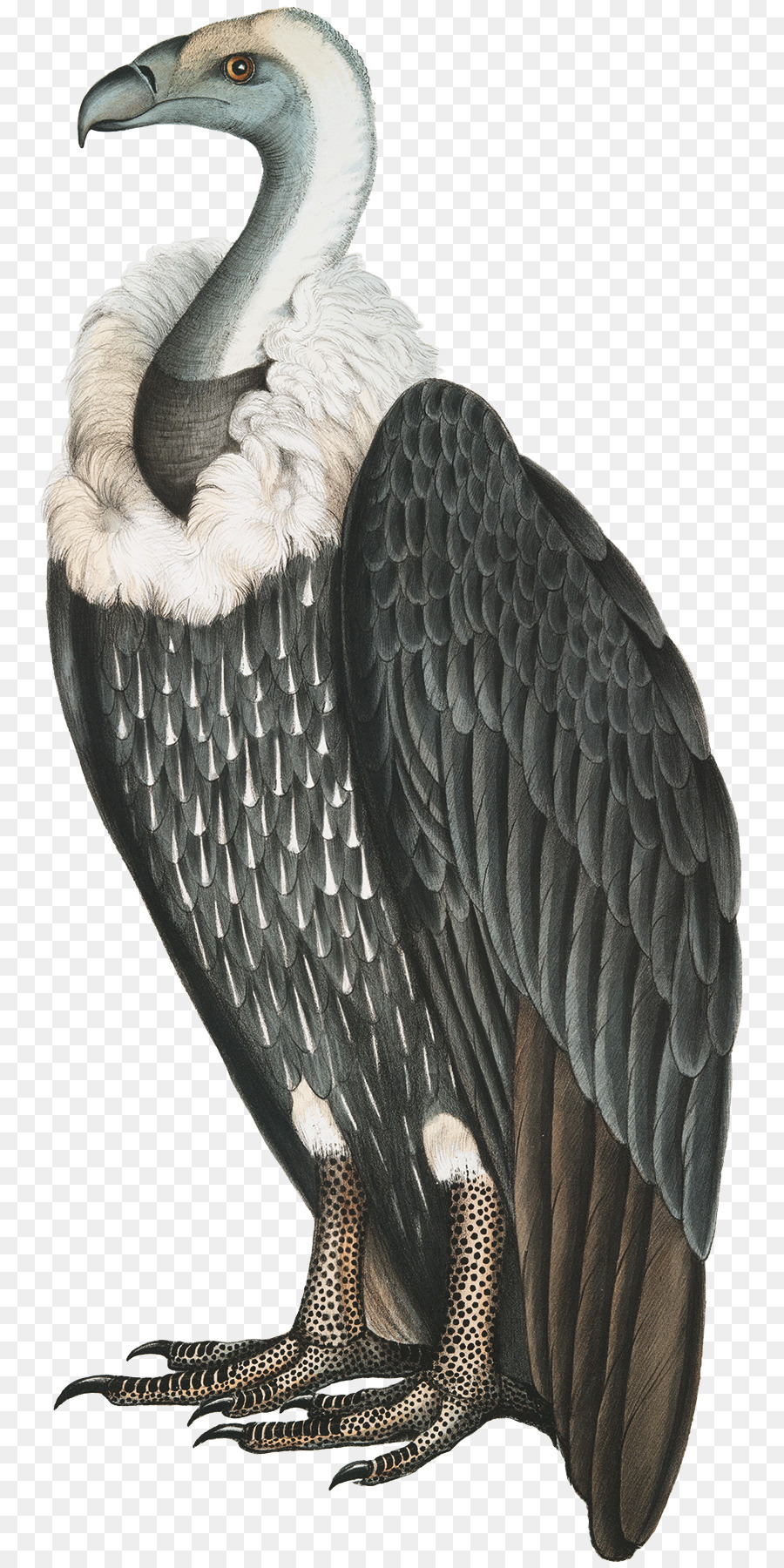 La fotografia di Stock, Illustrazione, Immagine Vulture - naturalista