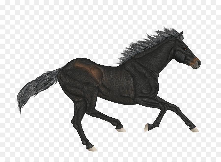 Bờm Ngựa Mustang Dây Cương Mare - mustang