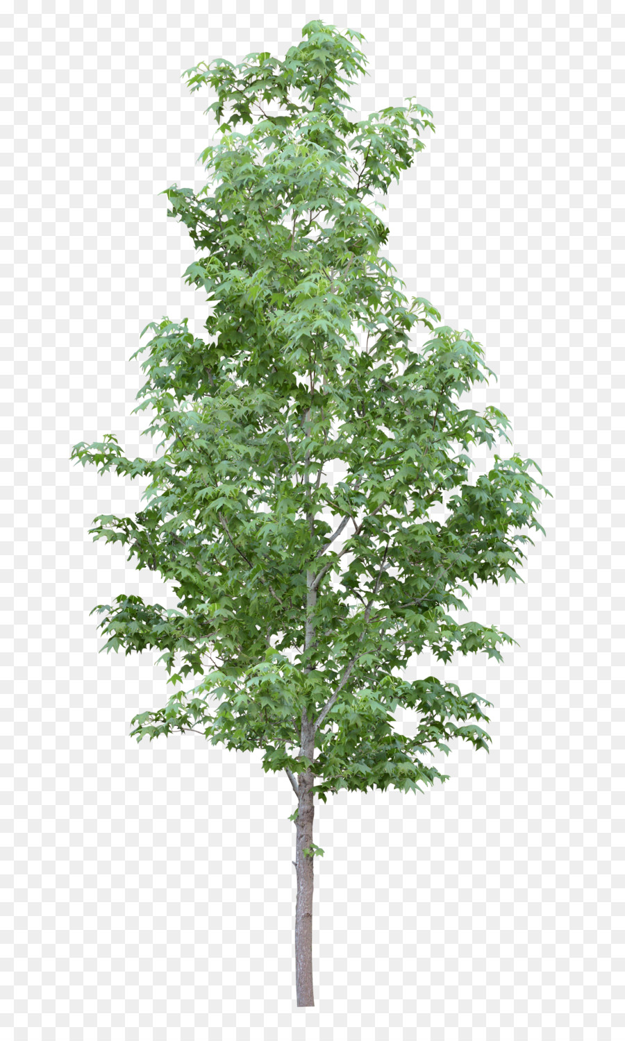 Amelanchier arborea Zweig Baum, Amelanchier lamarckii Strauch - Baum