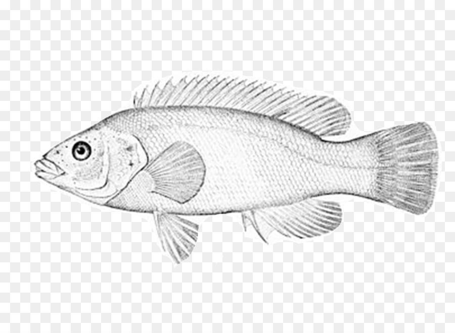 Northern red snapper, Barramundi Fisch Bergall /m/02csf - Diät Pagode für die Bewohner