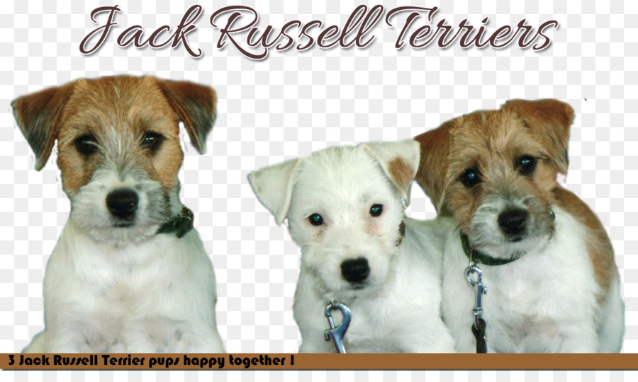 Jack Russell Terrier Parson Russell Terrier con Chó giống con chó Đồng - jack russell