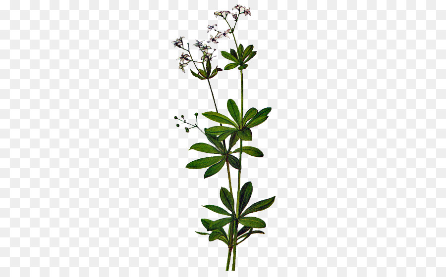 Fioritura, pianta, Pianta, stelo Subshrub Albero - fiore
