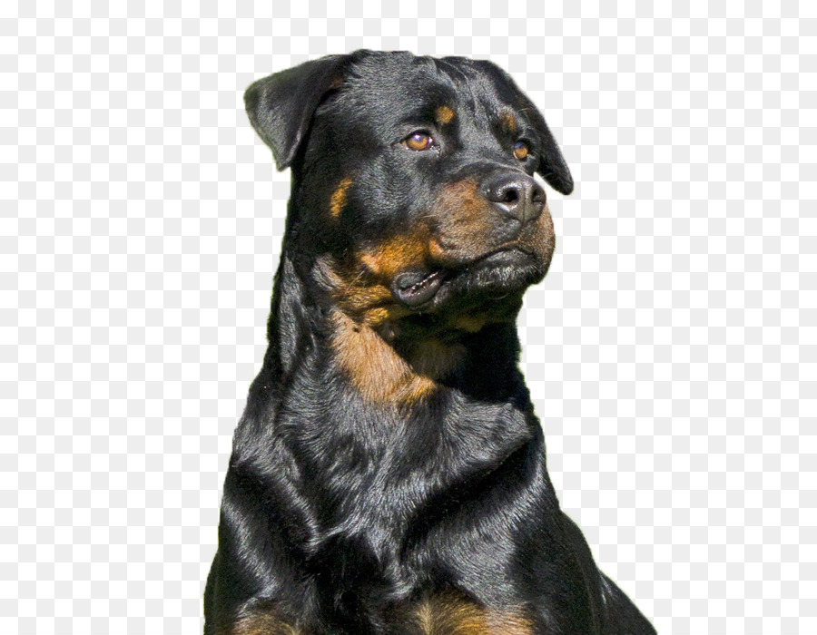 Con Chó Rottweiler giống Mõm Razas nativas vulnerables - rottweiler