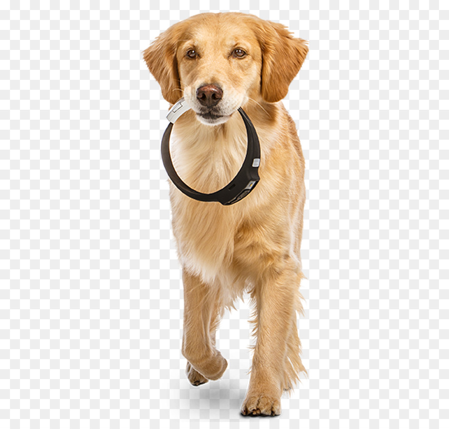 Collare di cane Fitbit Gatto - monitor dell'attività del cane
