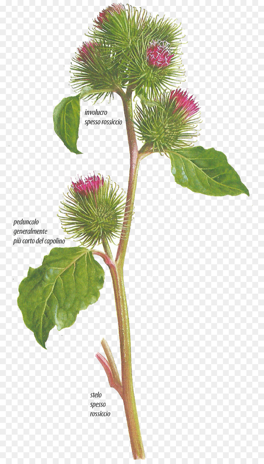 Große Klette Pflanzen Hemlock Menschlichen Körper das Immunsystem - Bardana Lanosa