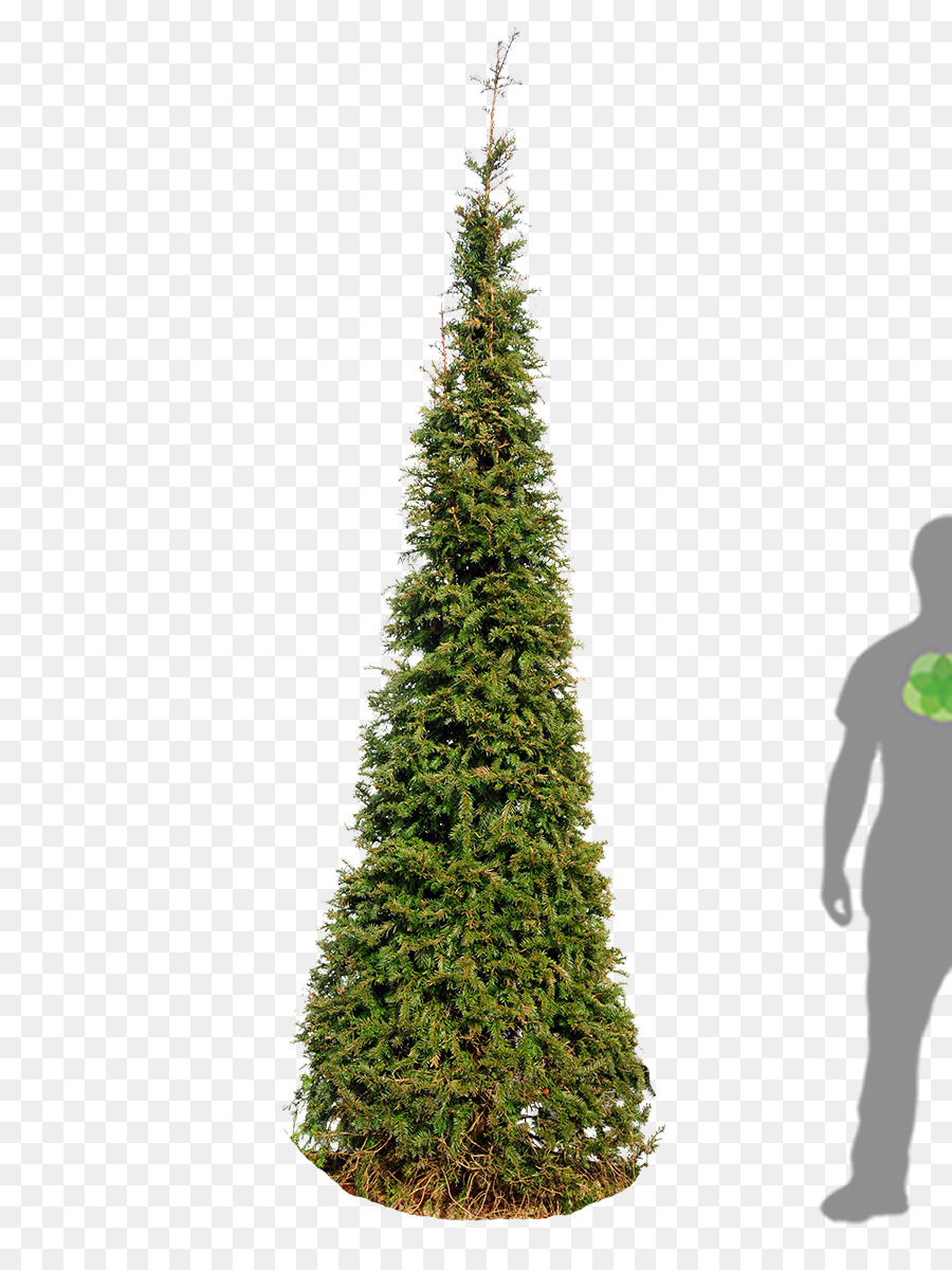 Inglese Tasso di Abete, Pino, albero di Natale - Taxus