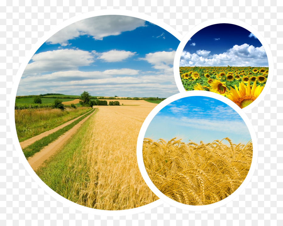 Nông nghiệp của Ukraine Yandex Nền máy tính Tiếng nga - 