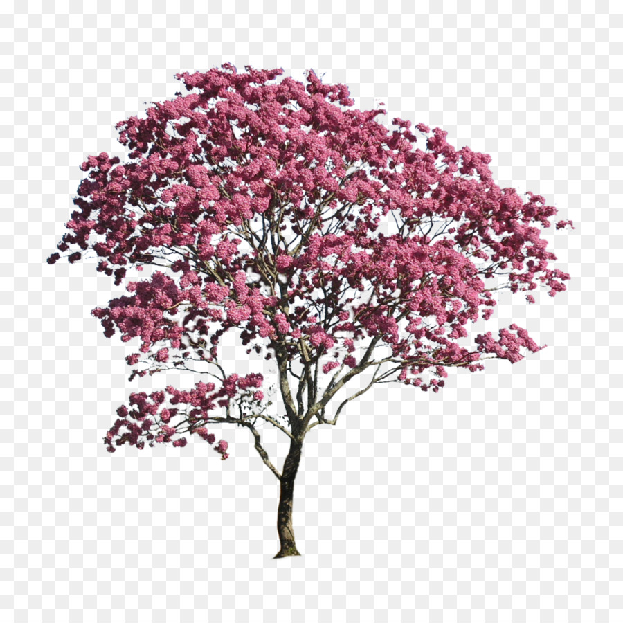 Kiến trúc phong cảnh Ảnh đồ Họa Mạng Di động - thế maple cây màu hồng