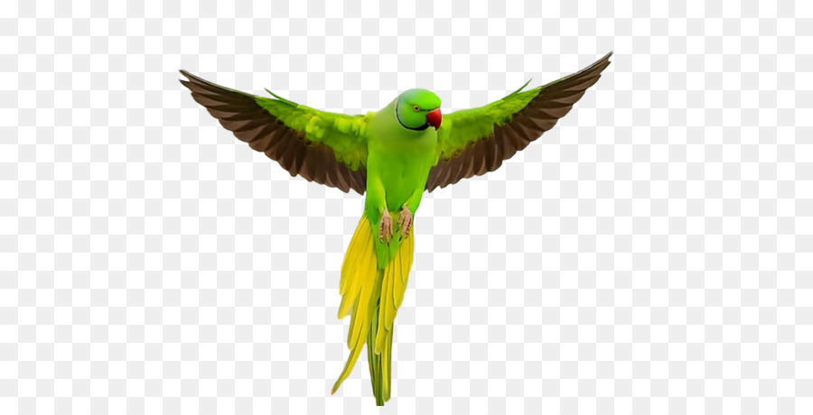 Papagei Wellensittich Flug Nymphensittiche - Papagei