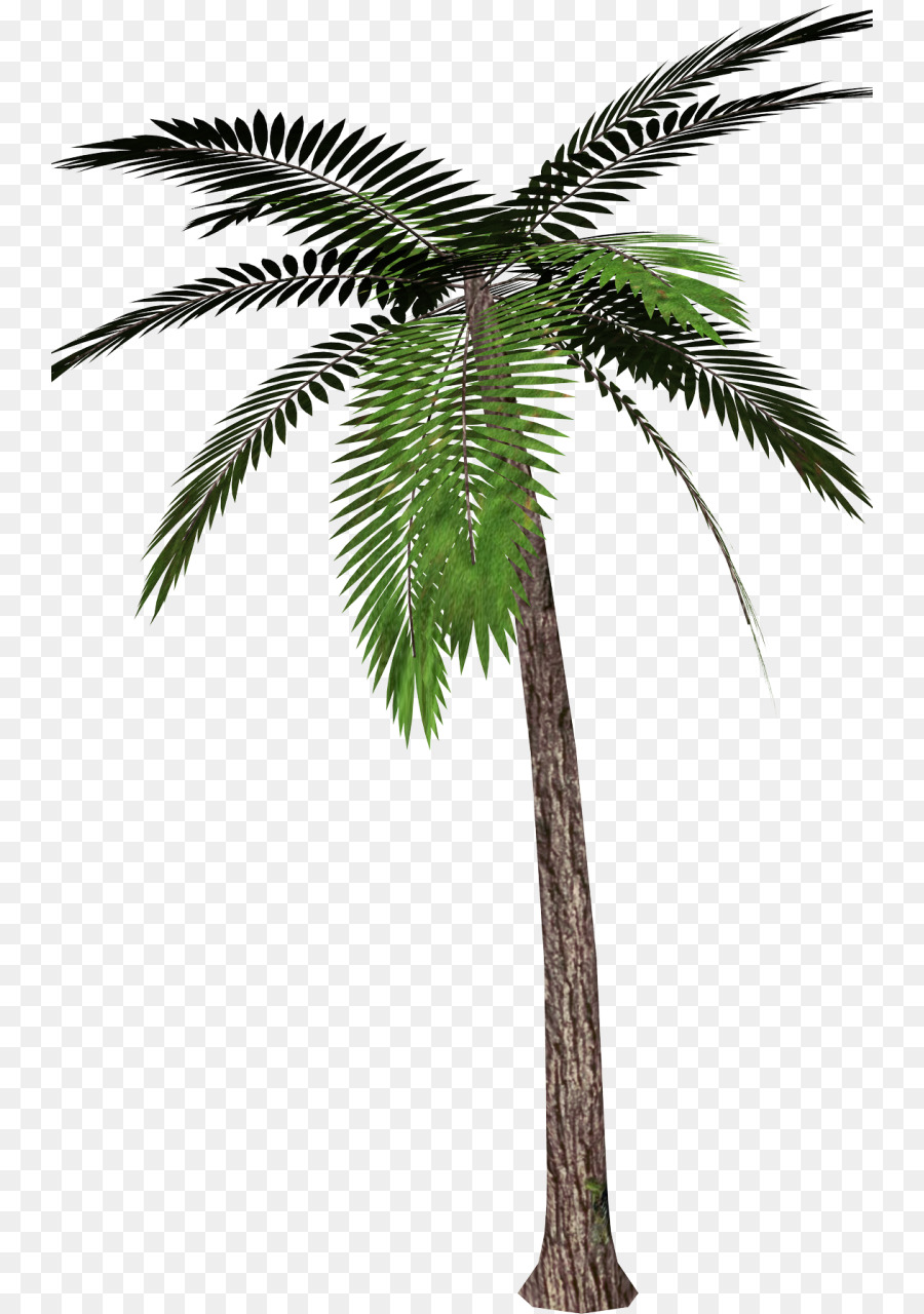 Palmen Portable Network Graphics clipart-Bild Canary Island date palm - Baum Grüße