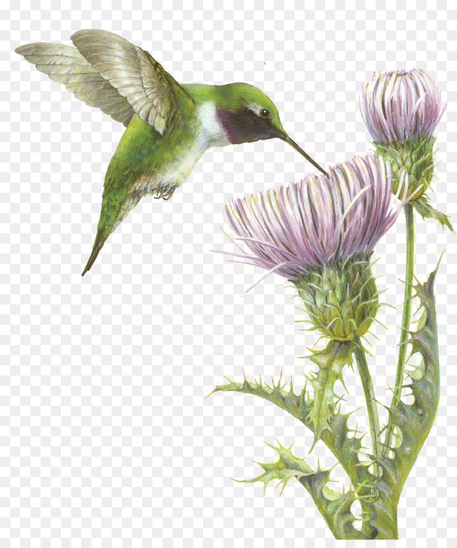 Kolibri Fauna Blühende pflanze, Schnabel - Naturfotograf jacqueline ray