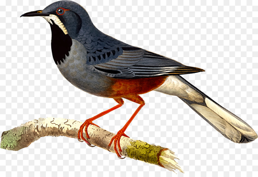 Chim hình Ảnh Western đồ họa Véc tơ - con chim