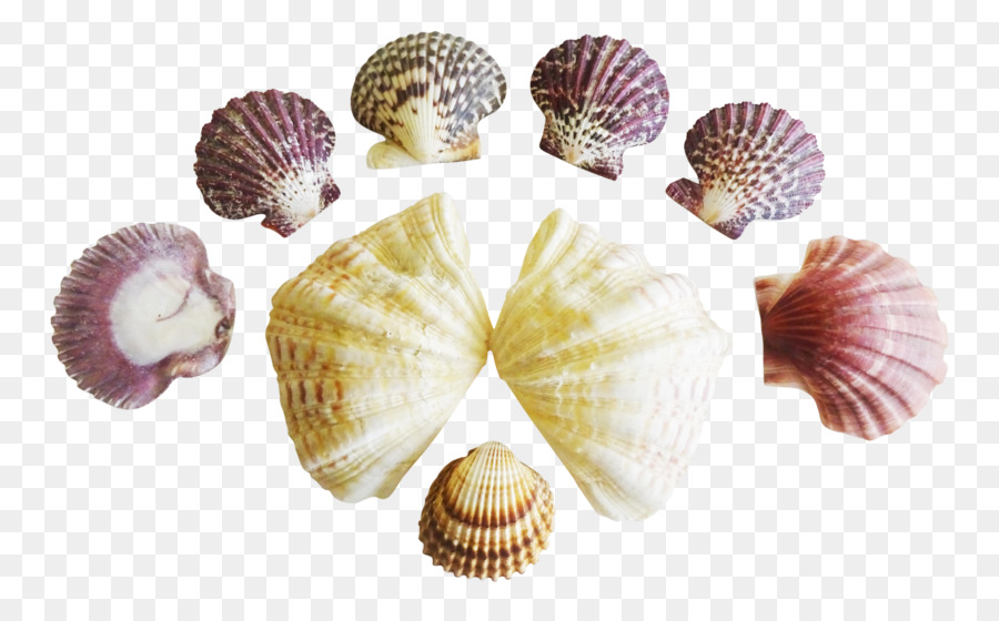 Muschel Muschel Muschel Conchology - Seashell