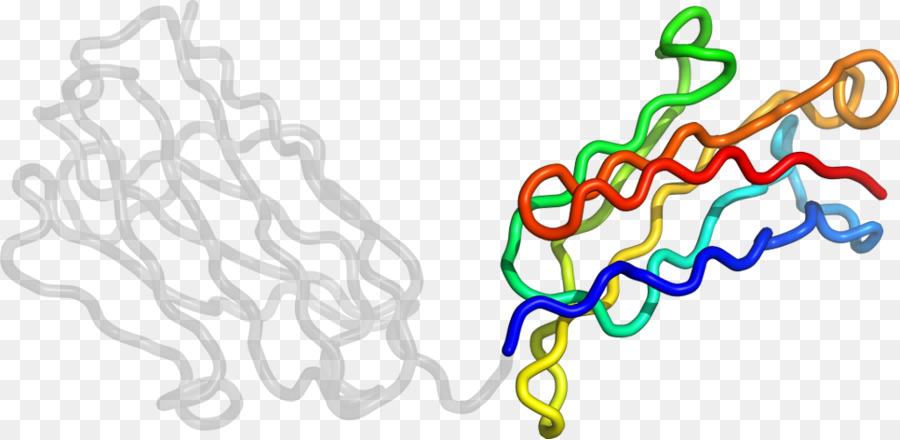 Clip art Line Organismus Körper Schmuck - Immunglobulin M