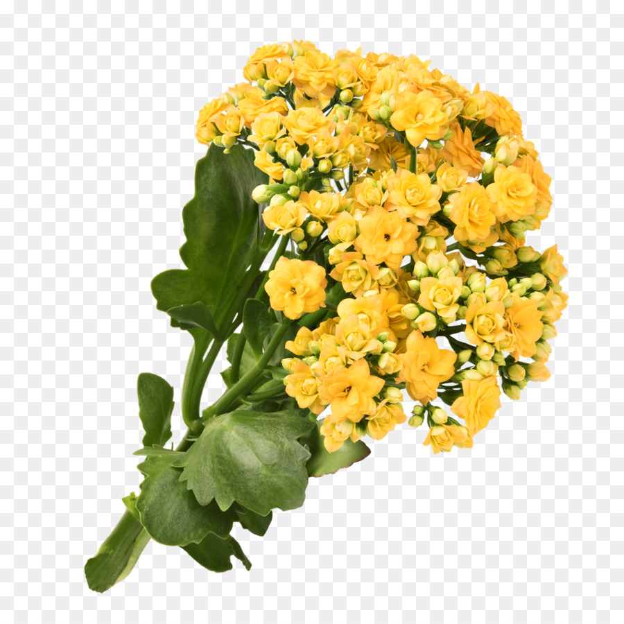 Chrysantheme Gelb Schnittblumen - Chrysantheme