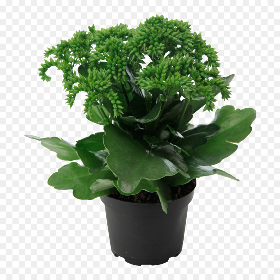 Della vedova-brivido pianta da appartamento Piante Mosca pianta Succulenta - piante
