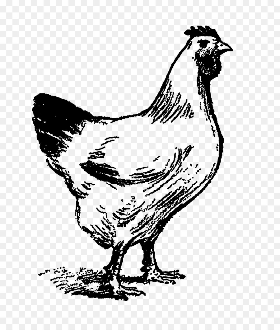 Pollo Gallo Clip art, Illustrazione Anatra - pollo