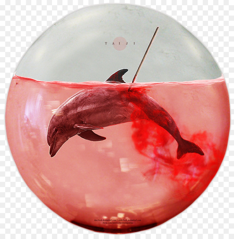 Dolphin Đại Chí Môn Cá Voi Noboribetsu Viên Biển Nixe Yokohama Hakkeijima Thiên Đường Biển - Cá heo