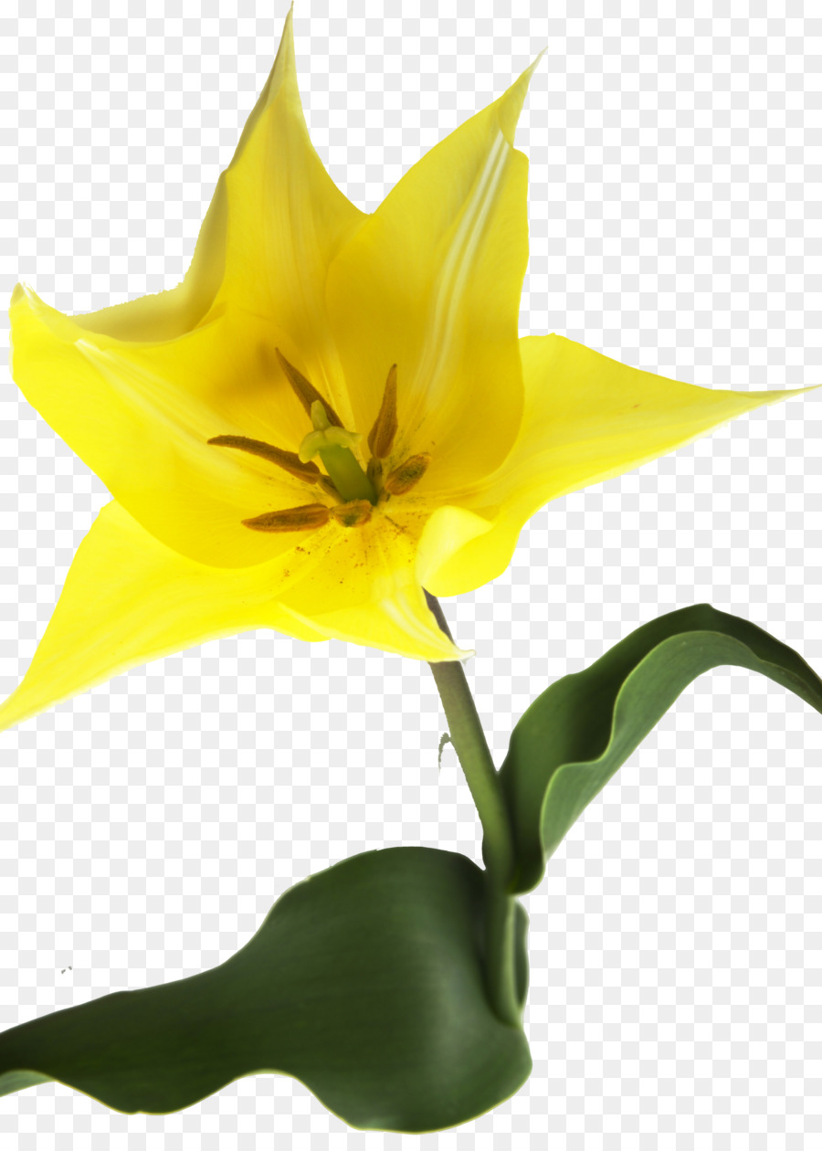 Tulpe, Pflanze, Stiel-Still-life-Fotografie Schnittblumen - Tulip