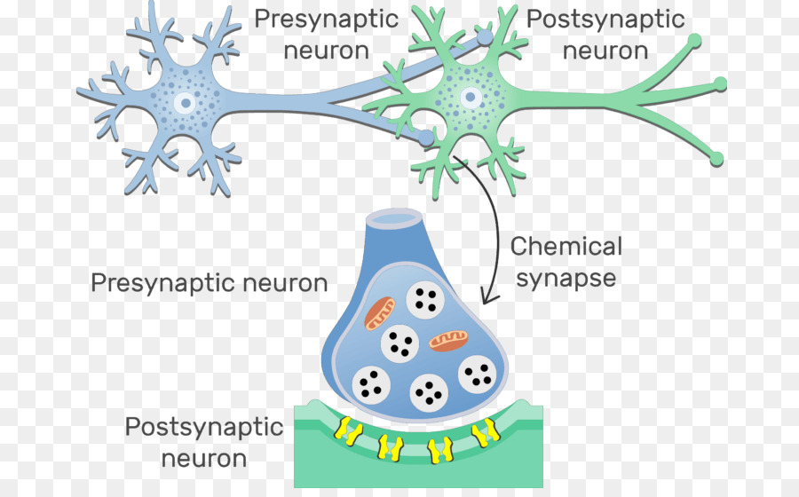 Elektrische synapse Neuron Postsynaptisches Potenzial Chemischen synapse - 