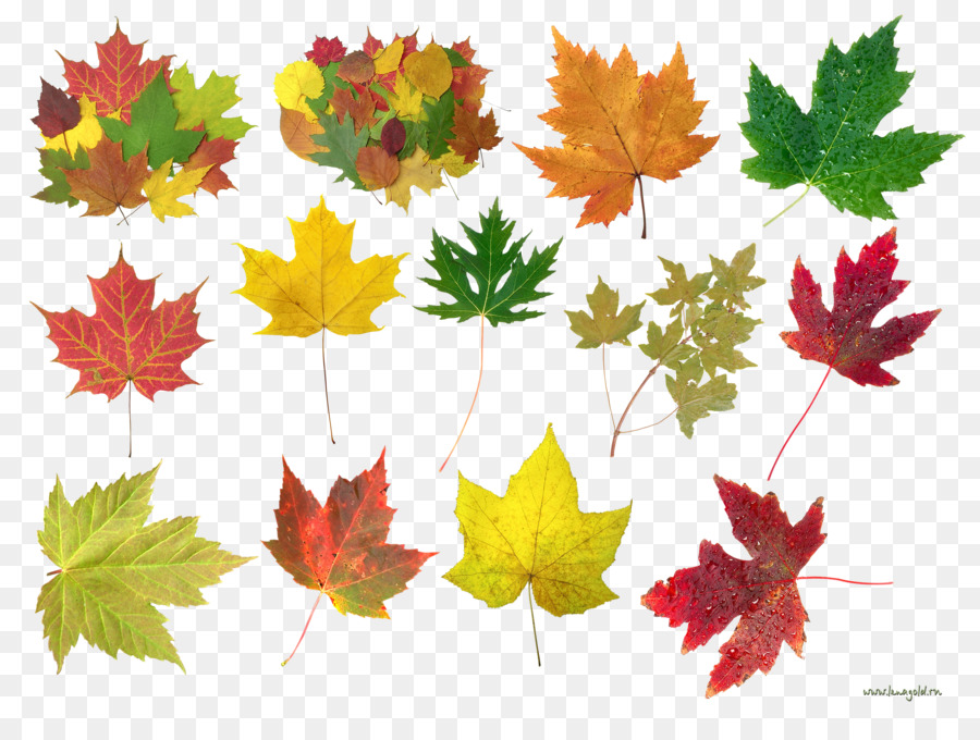 Maple leaf im Herbst Portable Network Graphics - Herbst