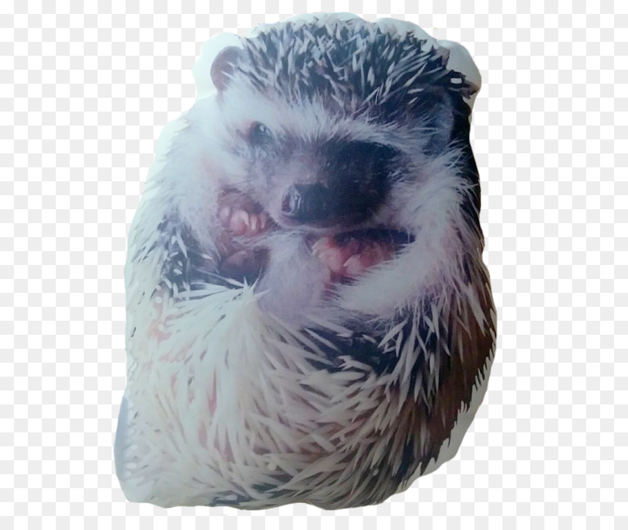 Domesticated Hedgehog Hedgehog