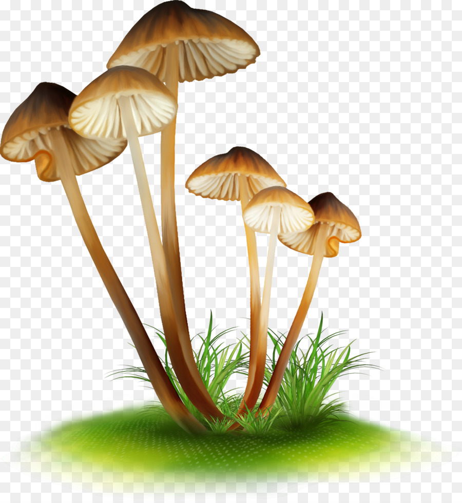 Funghi commestibili Falsi chiodini Disegno Enokitake - armillaria mellea