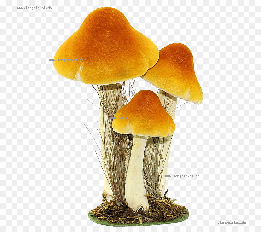 Fungo Commestibile, fungo Giallo Arancione Centimetro - 