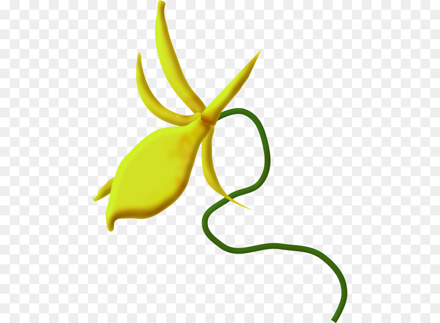 Clip art Orchidee Immagine Portable Network Graphics Disegno - spesso fiore pipistrello