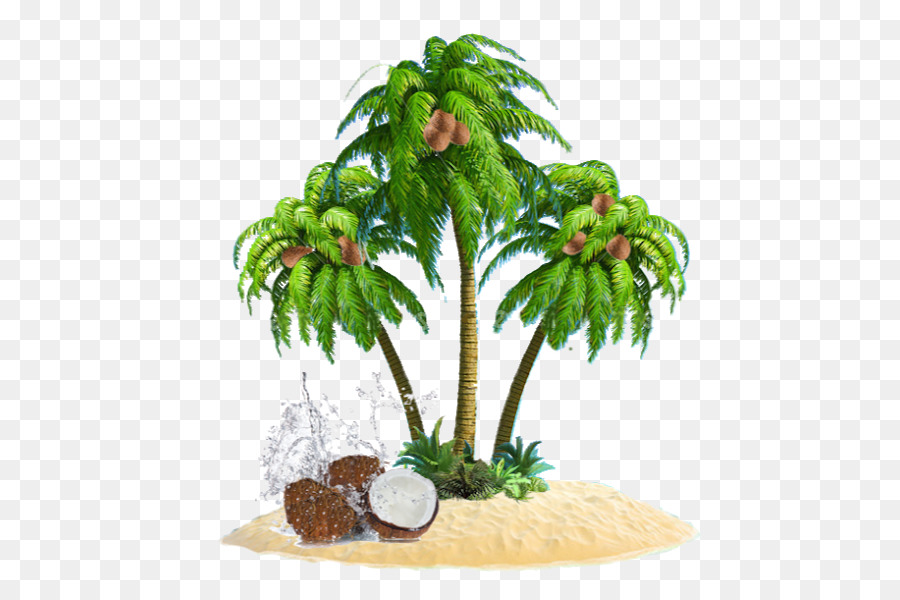 Kokos-Blumentopf Zimmerpflanze - Kokos