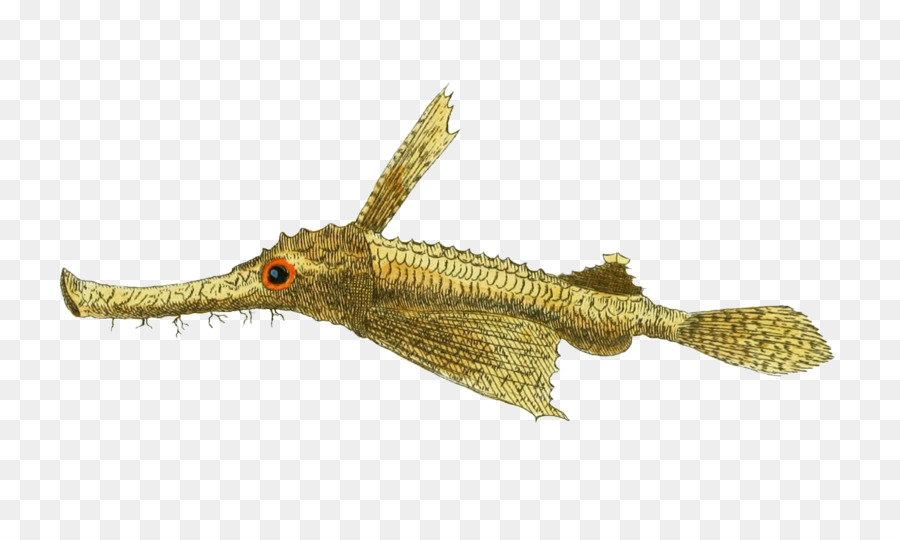 Poco dragonfish Immagine del Disegno Illustrazione Pegasidae - riutilizzabile