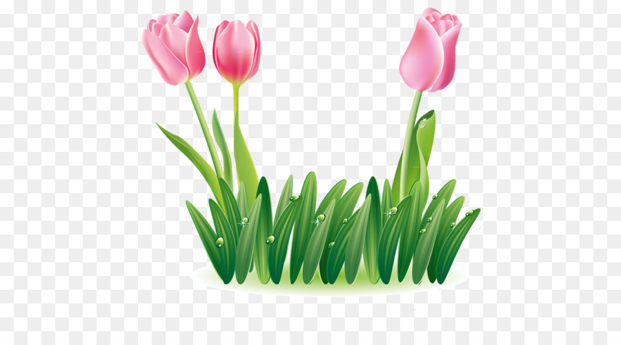 Tulpe Bild Portable Network Graphics JPEG-Blume - Tulip
