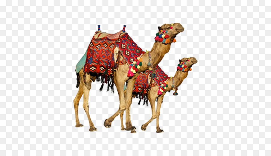 Portable Network Graphics Clip art Dromedar baktrischen Kamel-Bild - kebab d ' Egypte