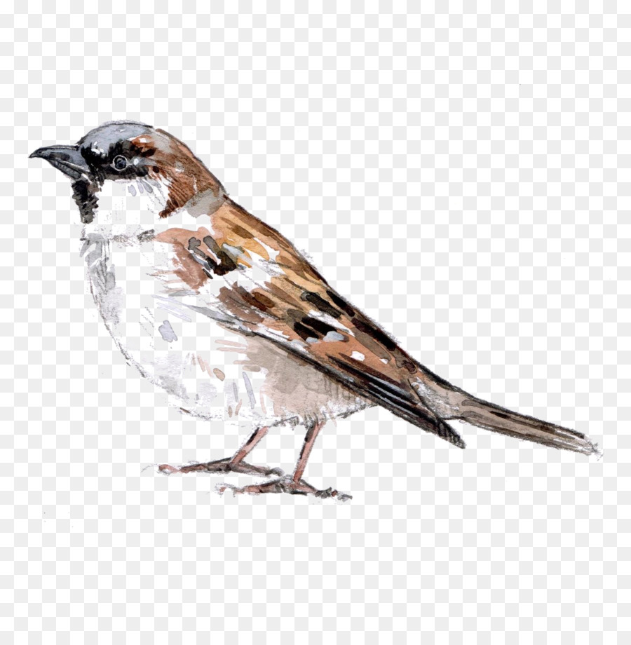 Cartoon Bird png download - 1199*1200 - Free Transparent House Sparrow png  Download. - CleanPNG / KissPNG